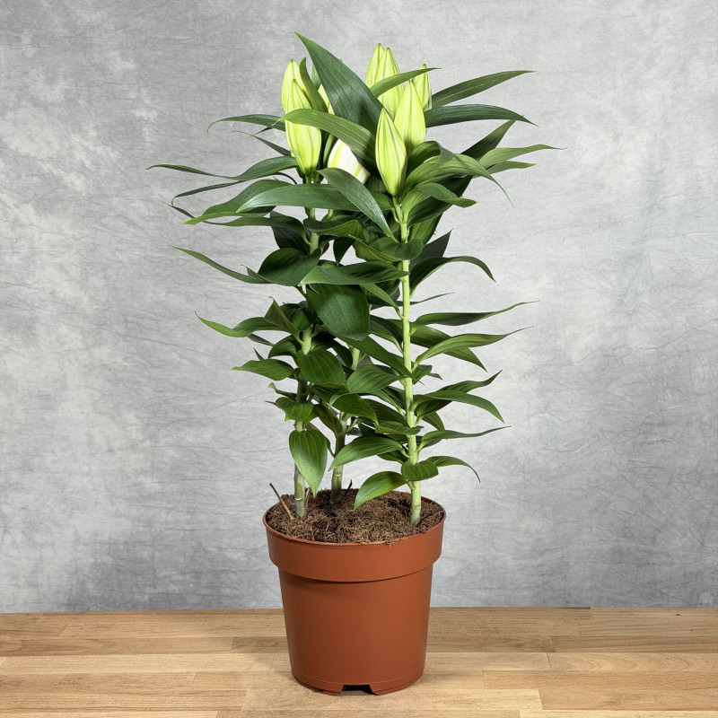 Lilia orientalna 'Oxygen' |...