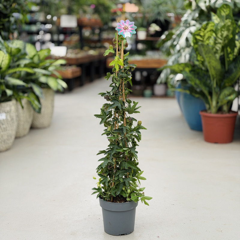 Passiflora 'Victoria' | Duża