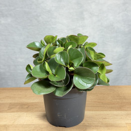 Peperomia 'Obtipan' (Peperomia obtusifolia) | Tomaszewski.pl