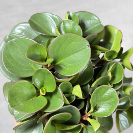 Peperomia 'Obtipan' (Peperomia obtusifolia) | Tomaszewski.pl