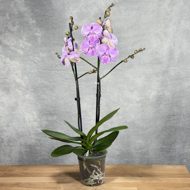 Storczyk Phalaenopsis 'Laura' — doniczka 12 cm | Tomaszewski