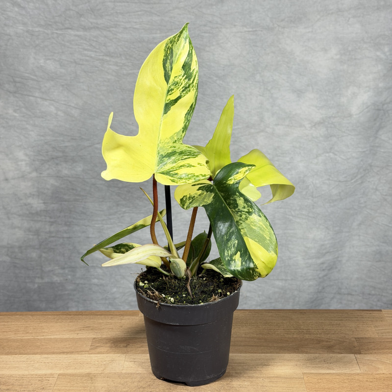 Filodendron 'Florida...