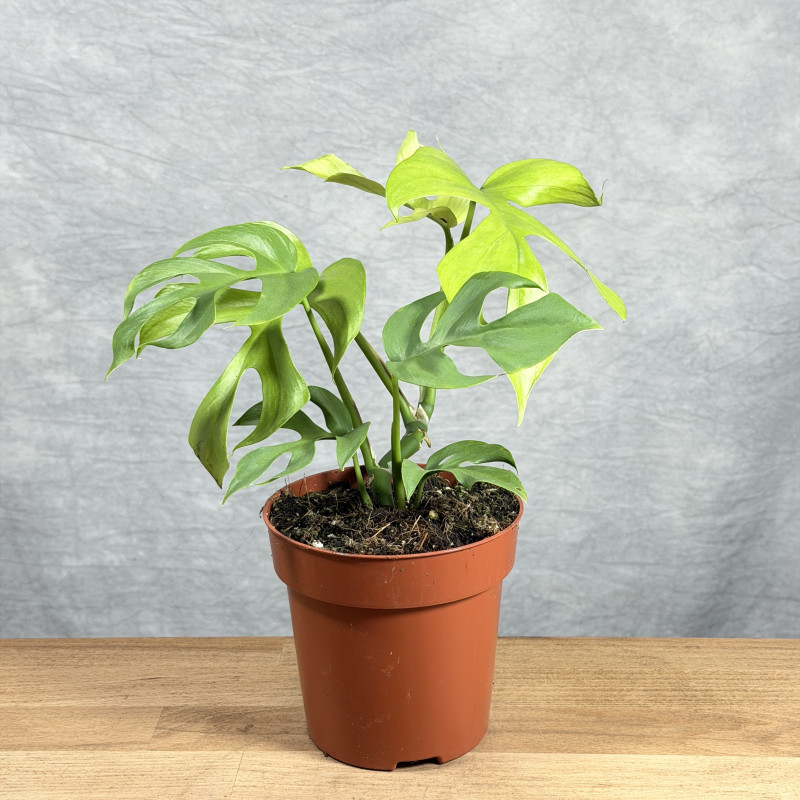 Rhaphidophora tetrasperma...