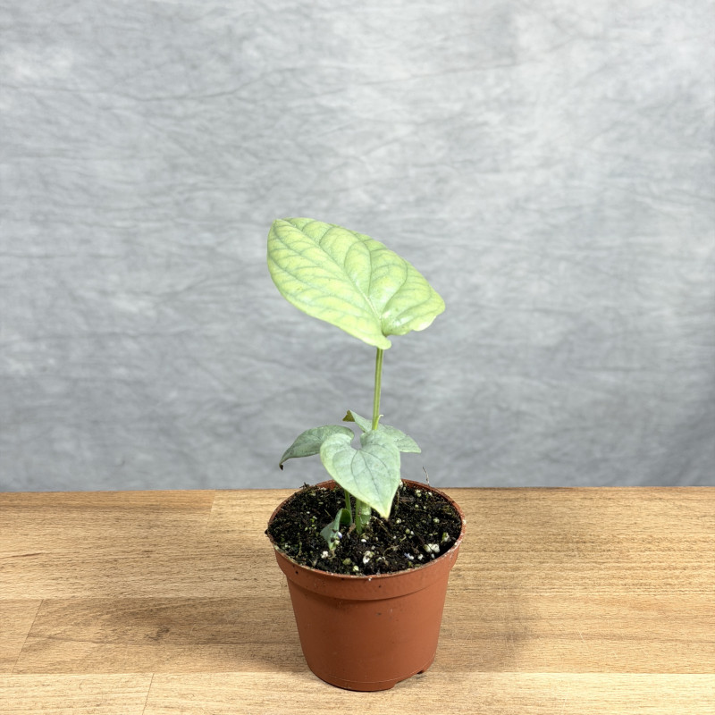 Amydrium medium 'Silver' |...