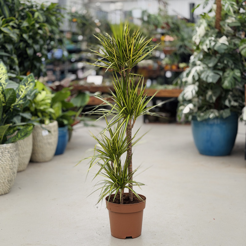 Dracena 'Sunray' | Duża