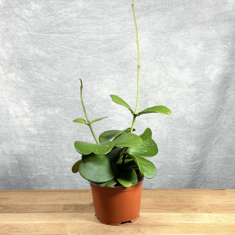 Hoya kerrii