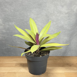 Reo meksykańskie 'Sitara Gold' (Tradescantia) | Tomaszewski
