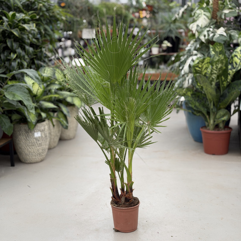 Washingtonia robusta | Duża