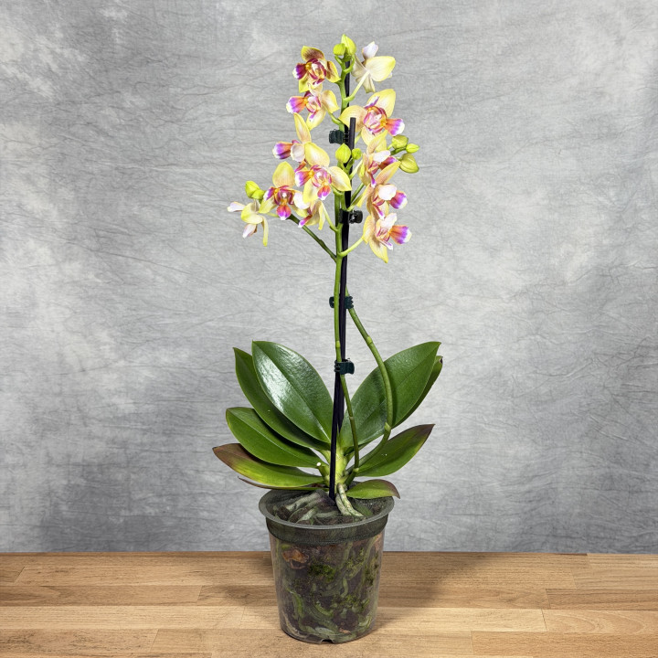 Storczyk Phalaenopsis I-Hsin Venus Peloric— Unikat | Tomaszewski
