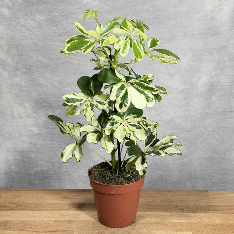 Szeflera 'Charlotte'