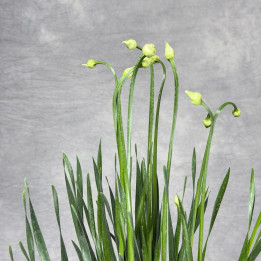 Allium 'Millenium' – czosnek ozdobny | Tomaszewski