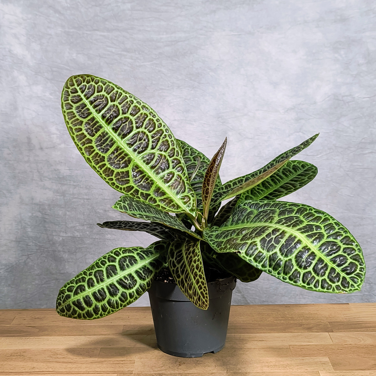 Labisia 'Turtle Back'
