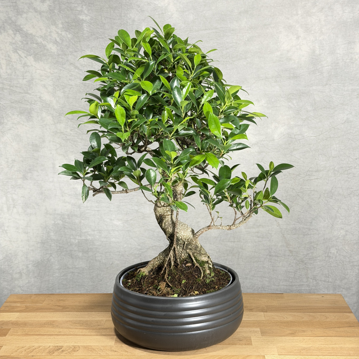 Bonsai Figowiec tępy | Duży