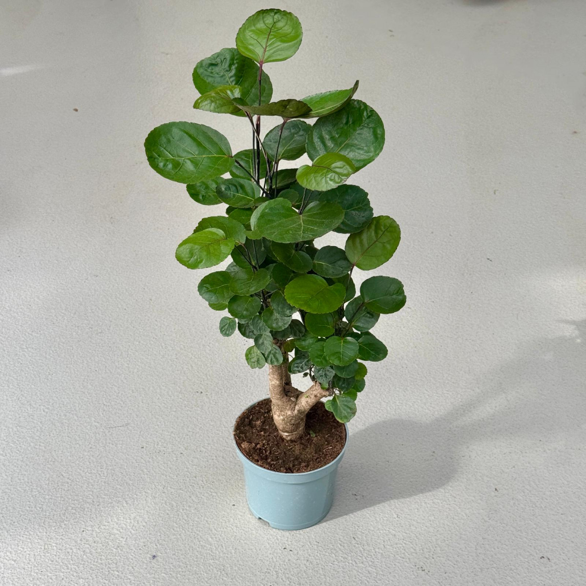 Polyscias 'Fabian'
