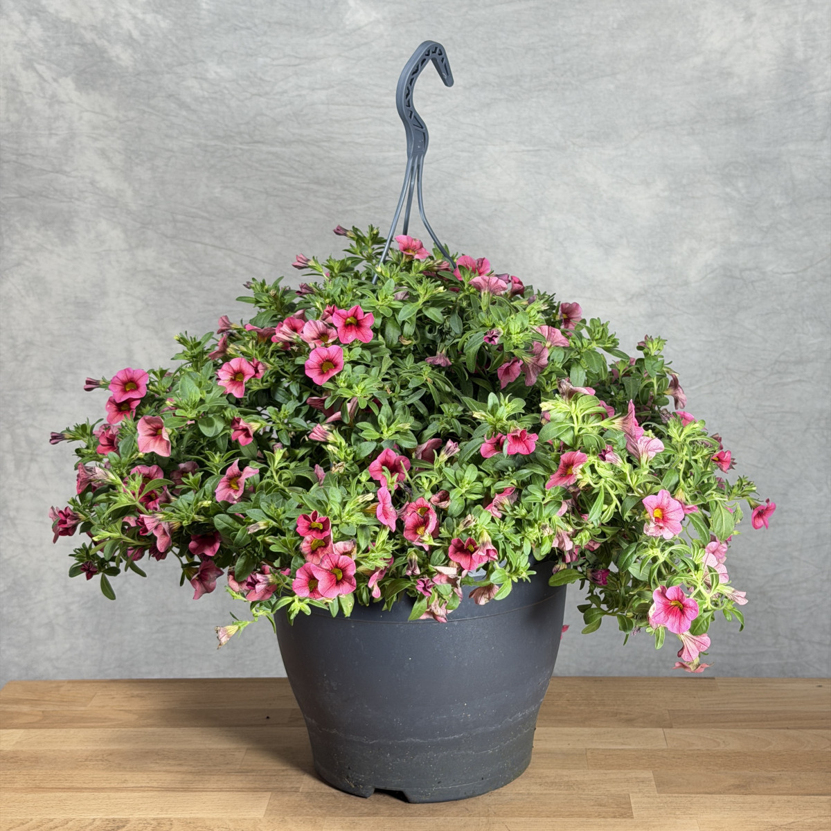 Calibrachoa 'Sj Terpstra'...