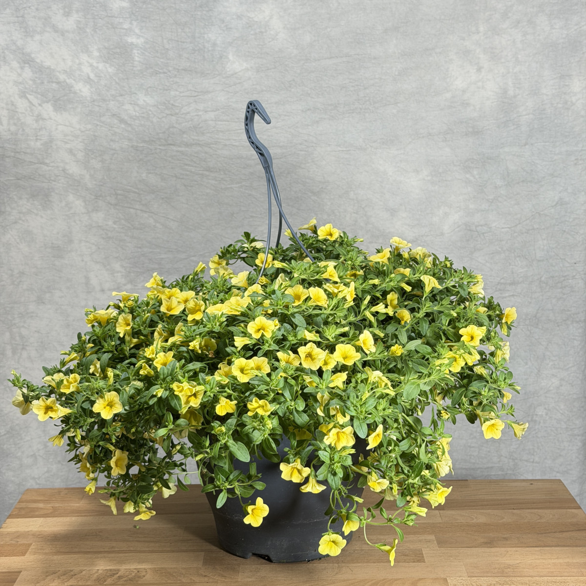 Calibrachoa 'Cabaret...