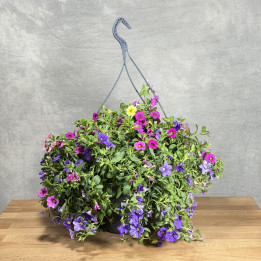 Calibrachoa MIX 4 kolory – Cztery Kolory | Tomaszewski