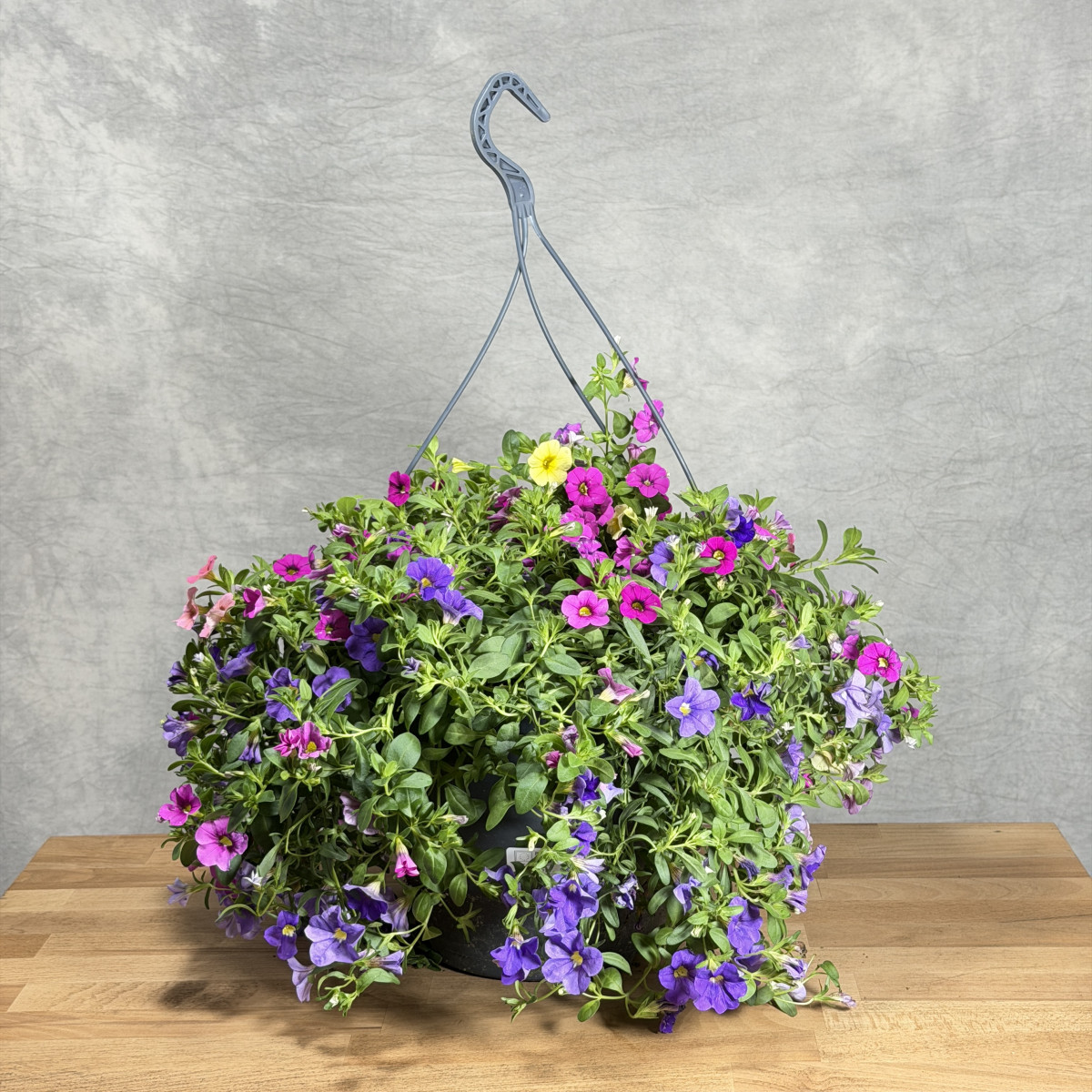 Calibrachoa MIX 4 kolory |...