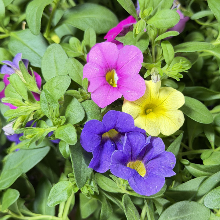 Calibrachoa MIX 4 kolory – Cztery Kolory | Tomaszewski