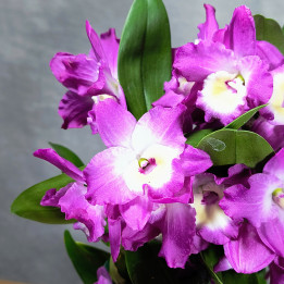 Storczyk Dendrobium Nobile Różowe w osłonce | Tomaszewski