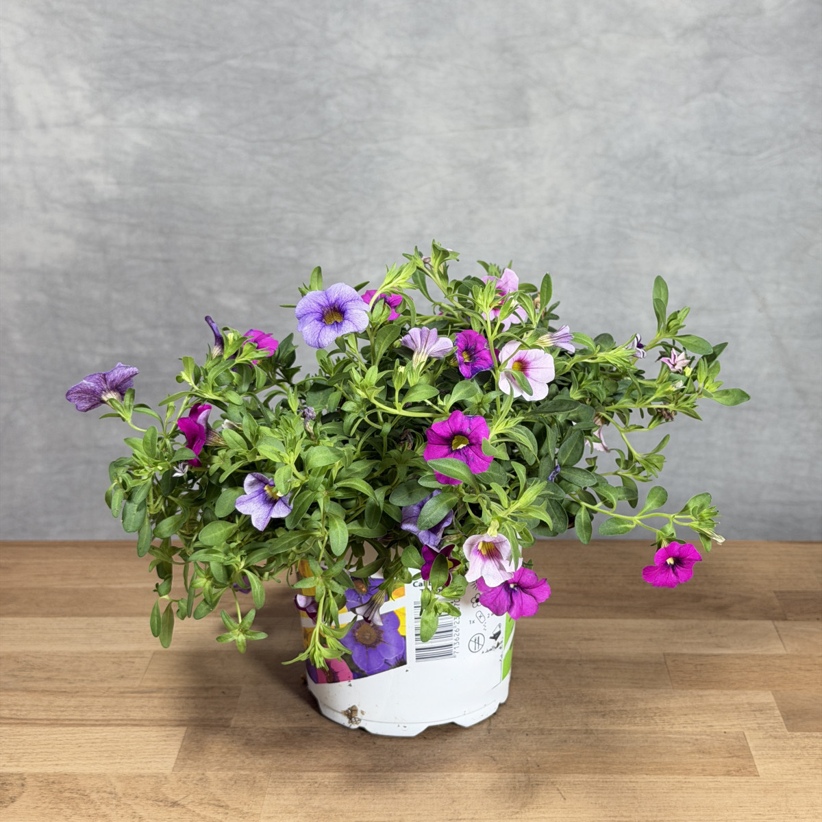 Calibrachoa 'Trixi Petticoat'