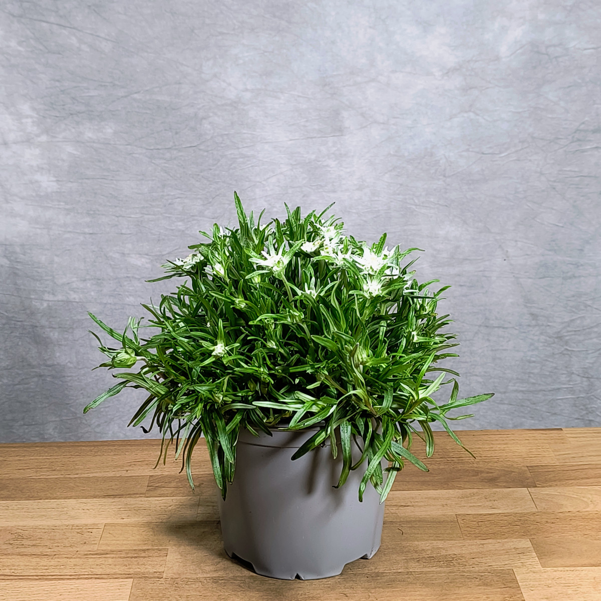 Szarotka alpejska 'Everest'
