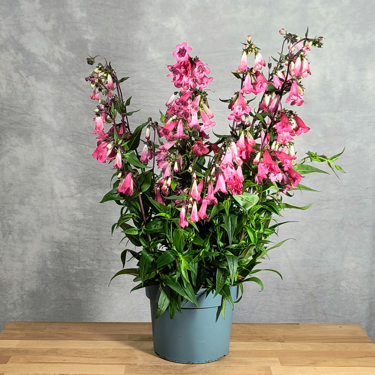 Penstemon