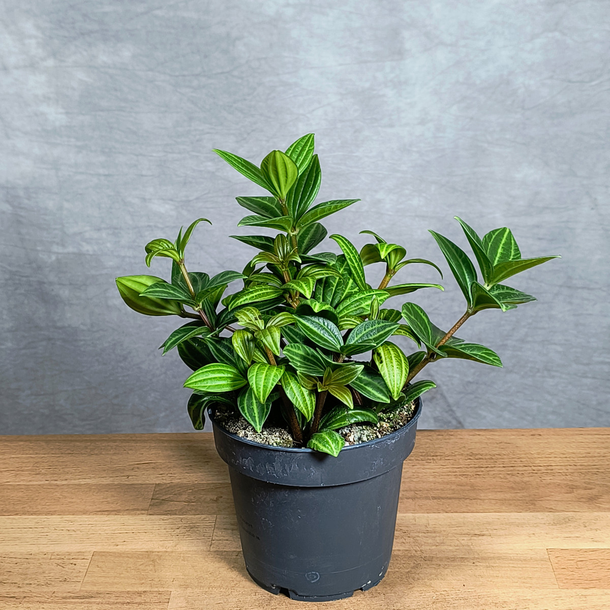 Peperomia 'Rocca Alto'