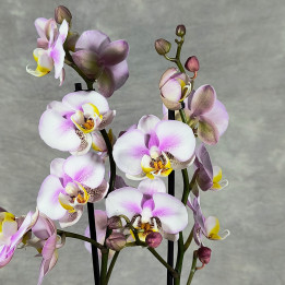 Phalaenopsis 'Corolla Beach' – Storczyk (Orchidea) | Tomaszewski