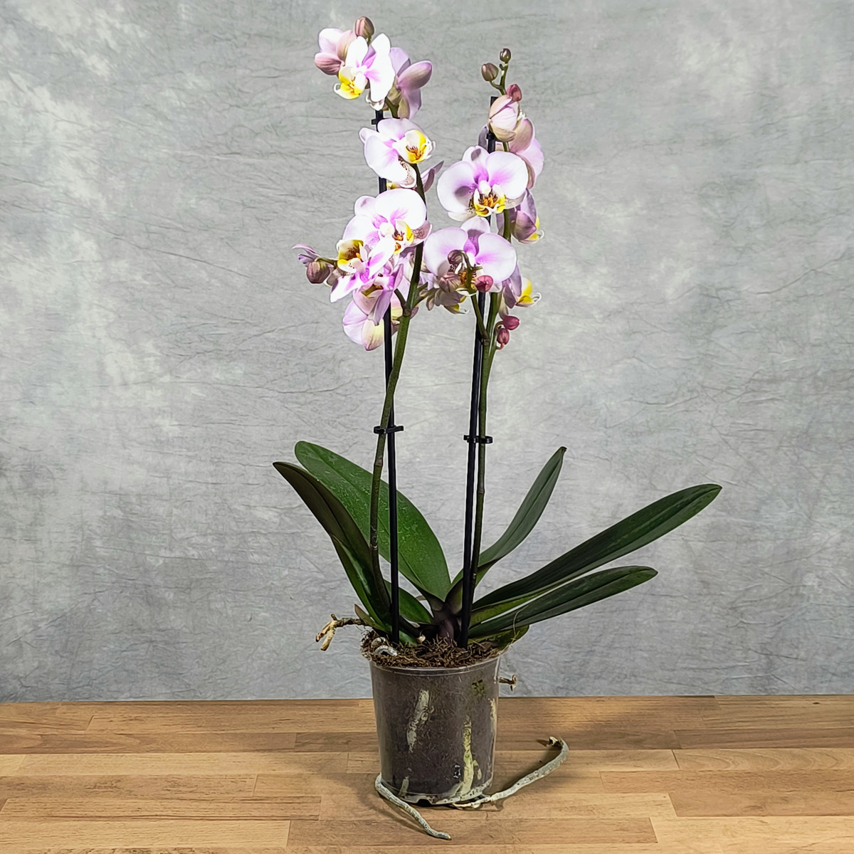 Phalaenopsis 2-pędowy...