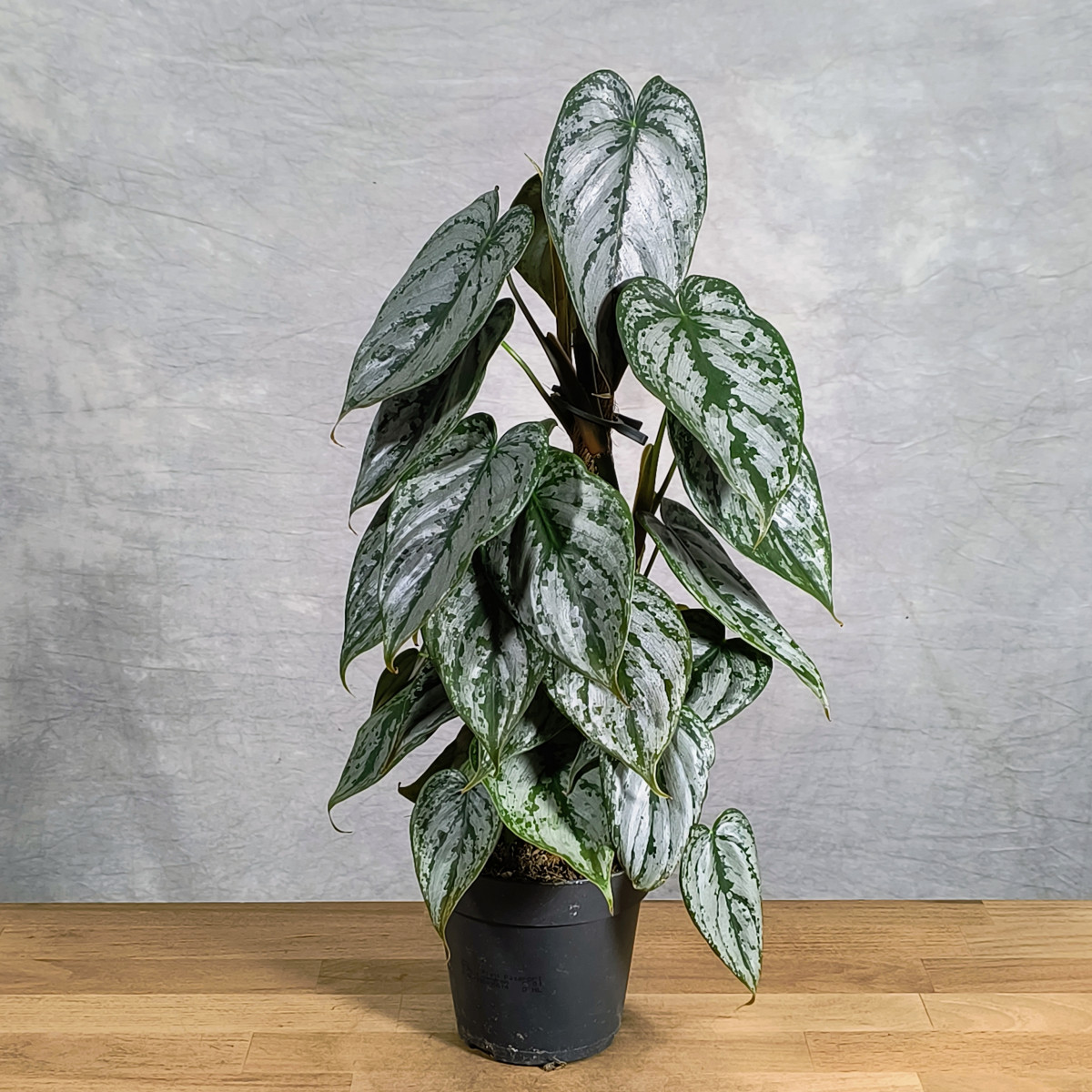 Philodendron brandtianum na...