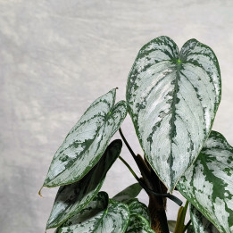 Philodendron brandtianum – Srebrzysty Unikat | Tomaszewski