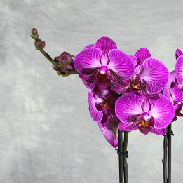 Storczyk dwupędowy Phalaenopsis różowo-fioletowy | Tomaszewski