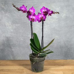 Storczyk dwupędowy Phalaenopsis różowo-fioletowy | Tomaszewski