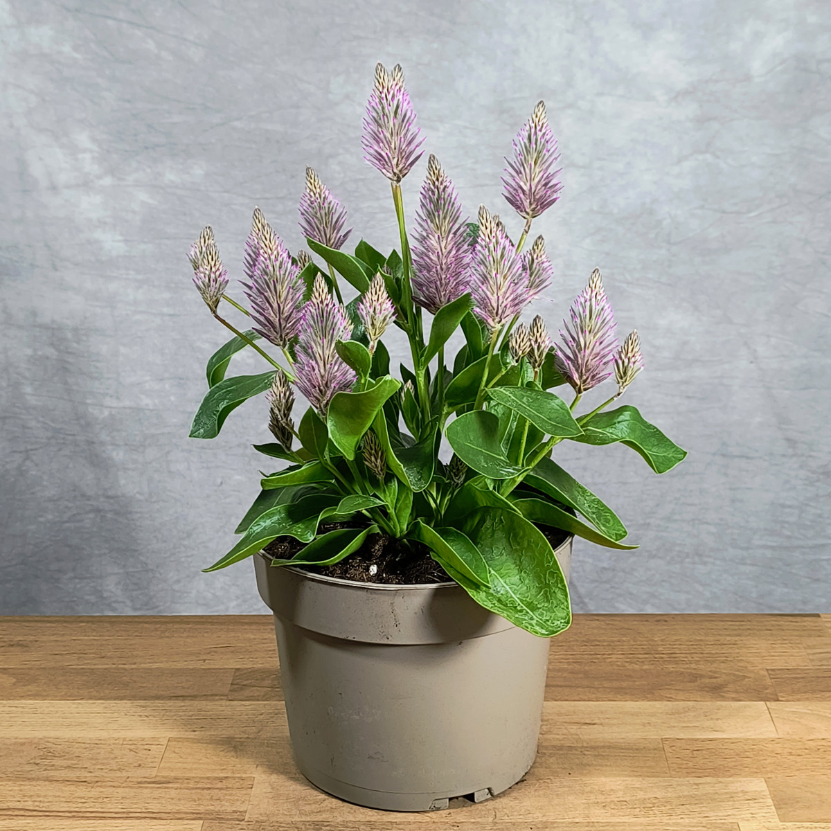 Ptilotus exaltatus 'Joey'