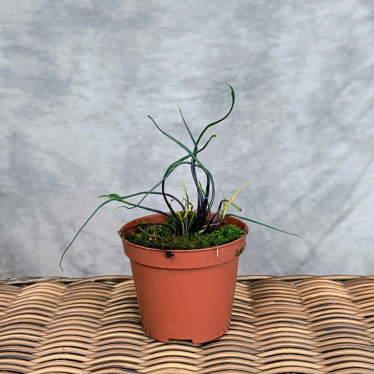 Alokazja 'Flying squid' | Mini