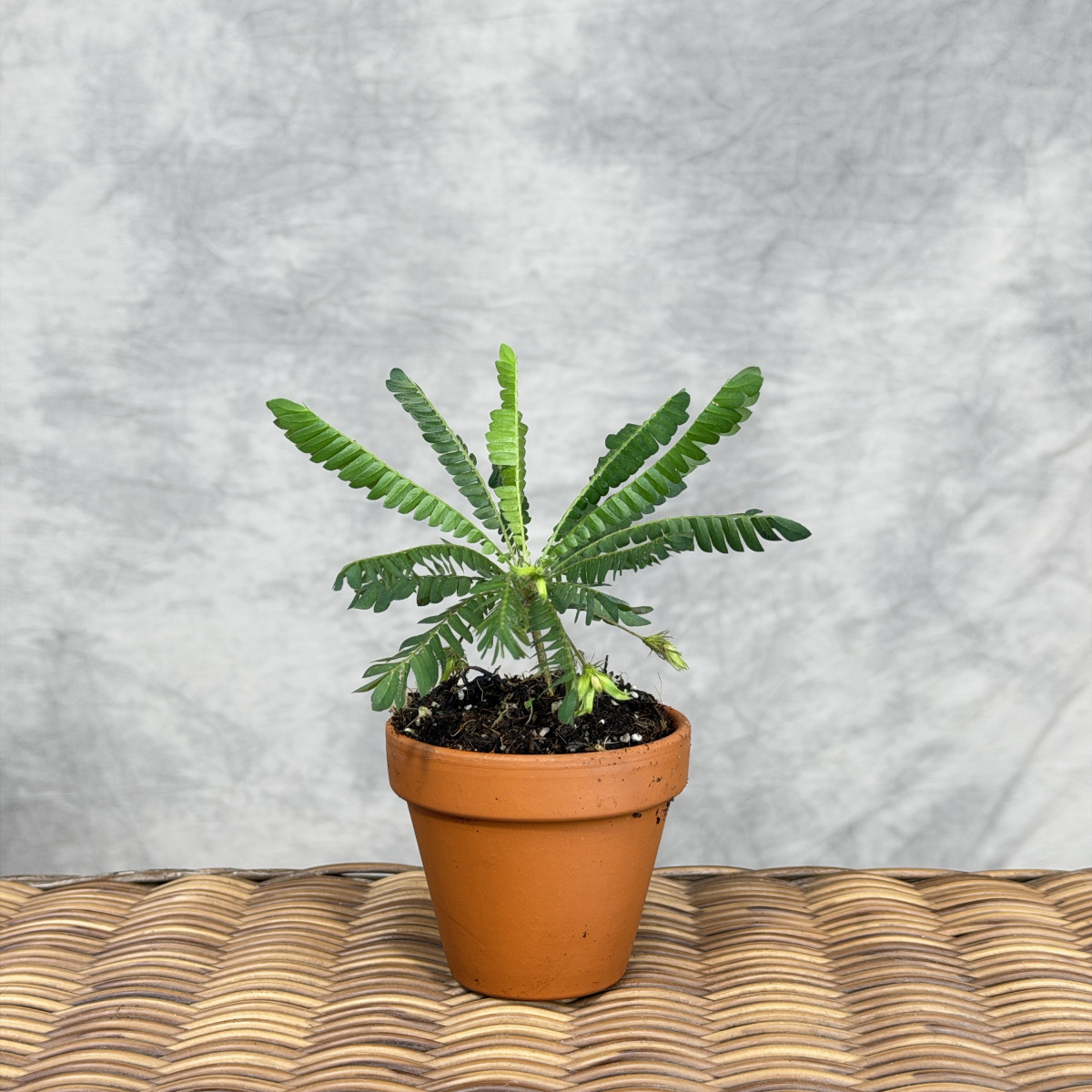 Biophytum sensitivum | Mała