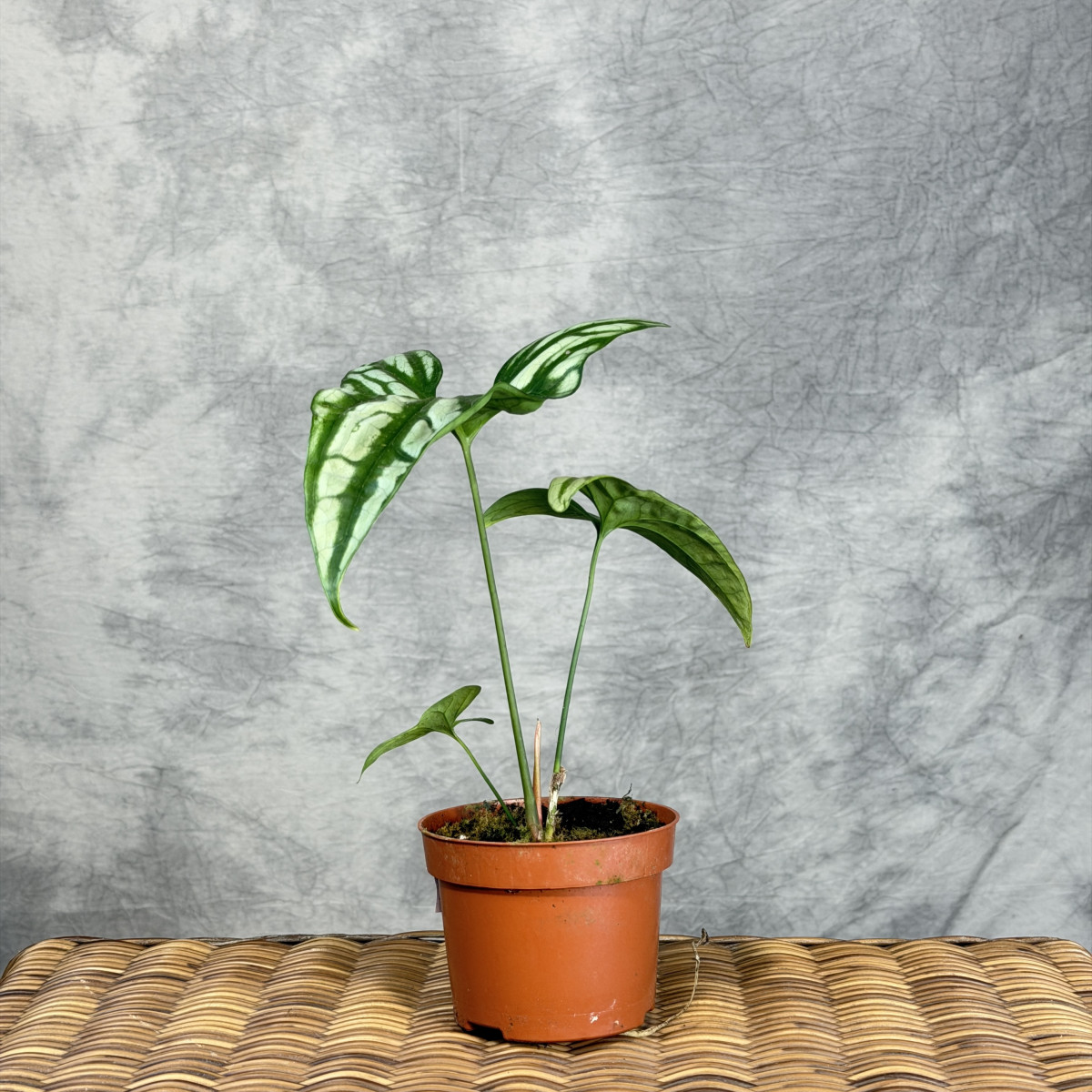 Cercestis mirabilis | Małe