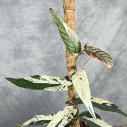 Ficus sagittata 'Variegata Pink' | Tomaszewski