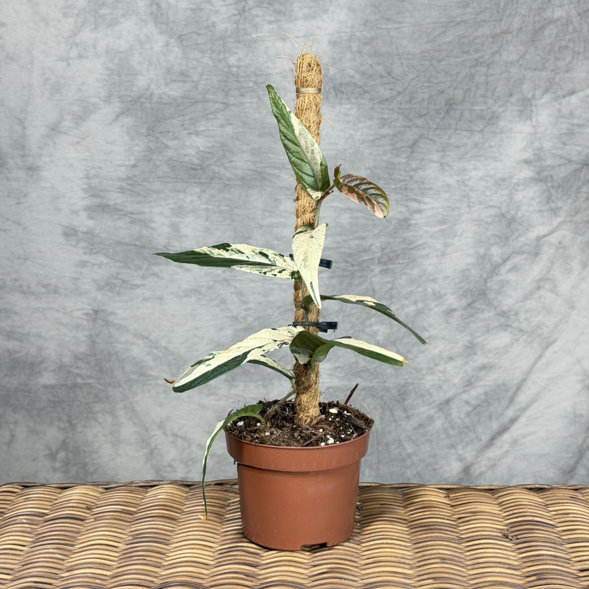 Ficus sagittata 'Variegata...