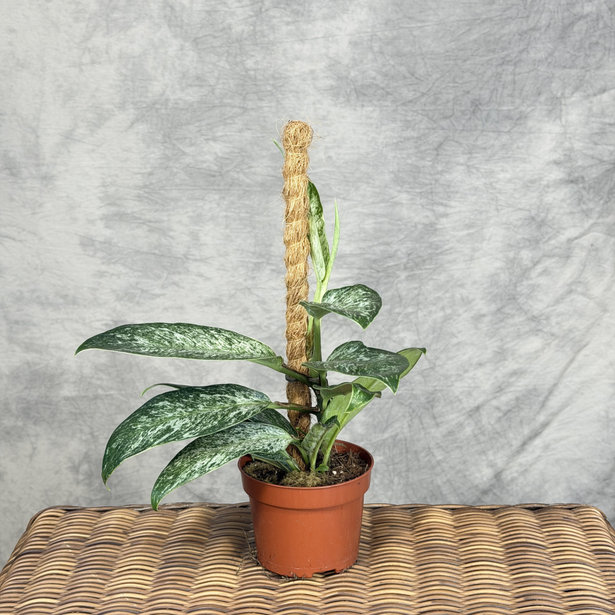 Rhaphidophora elliptica...