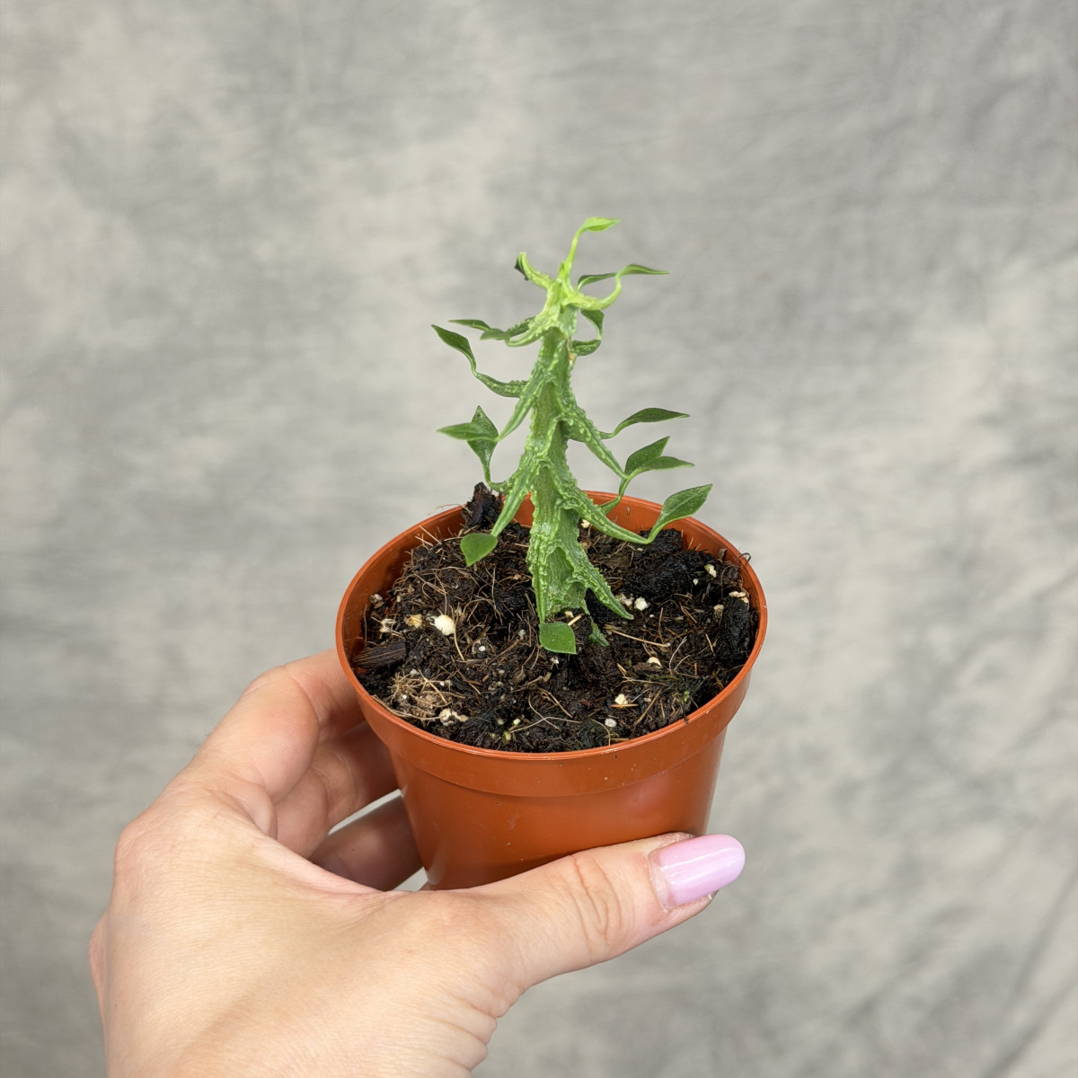 Ceropegia simoneae | Mini