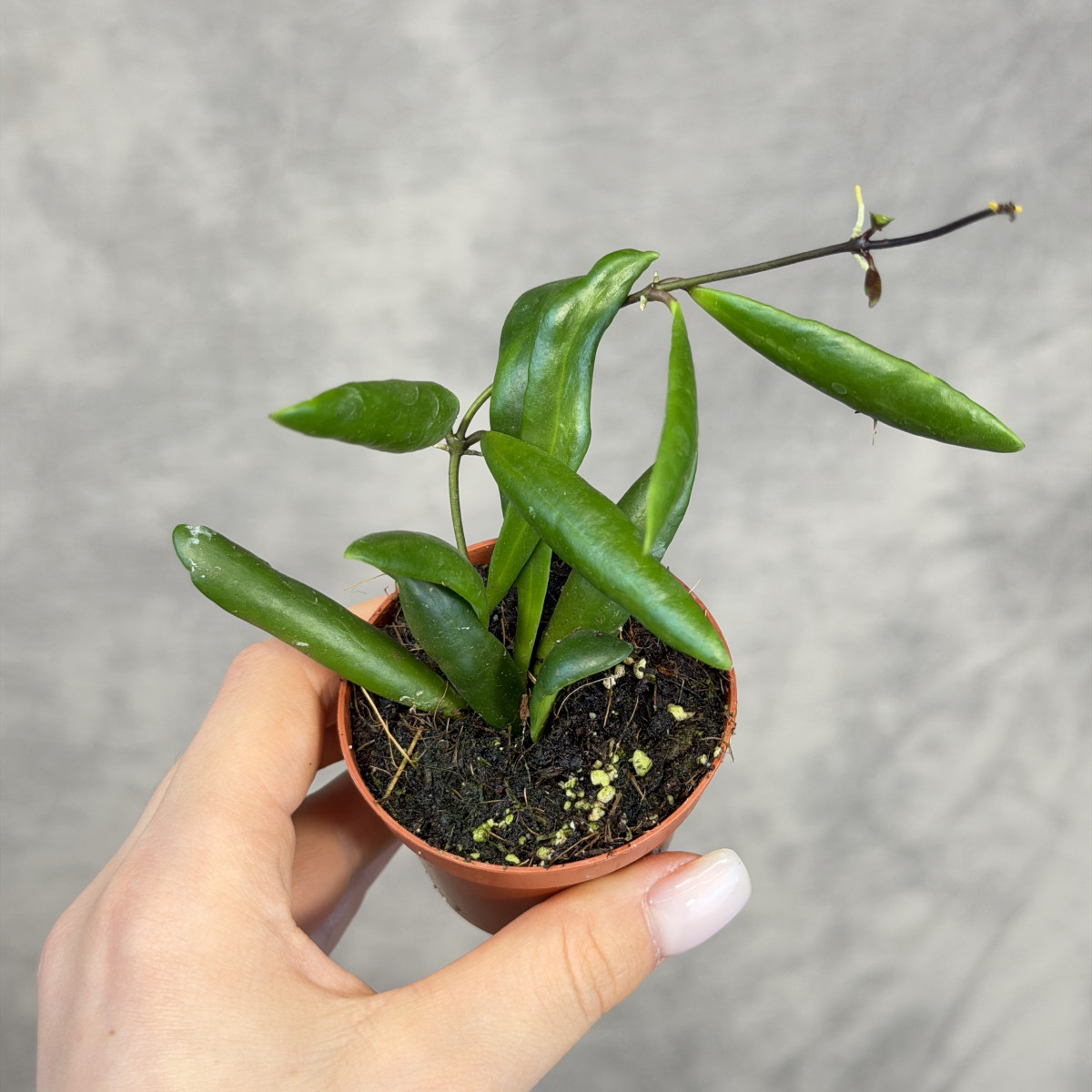 Hoya loheri | Mini