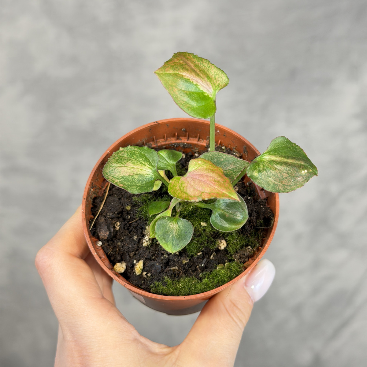 Syngonium 'Orm Nak' | Mini