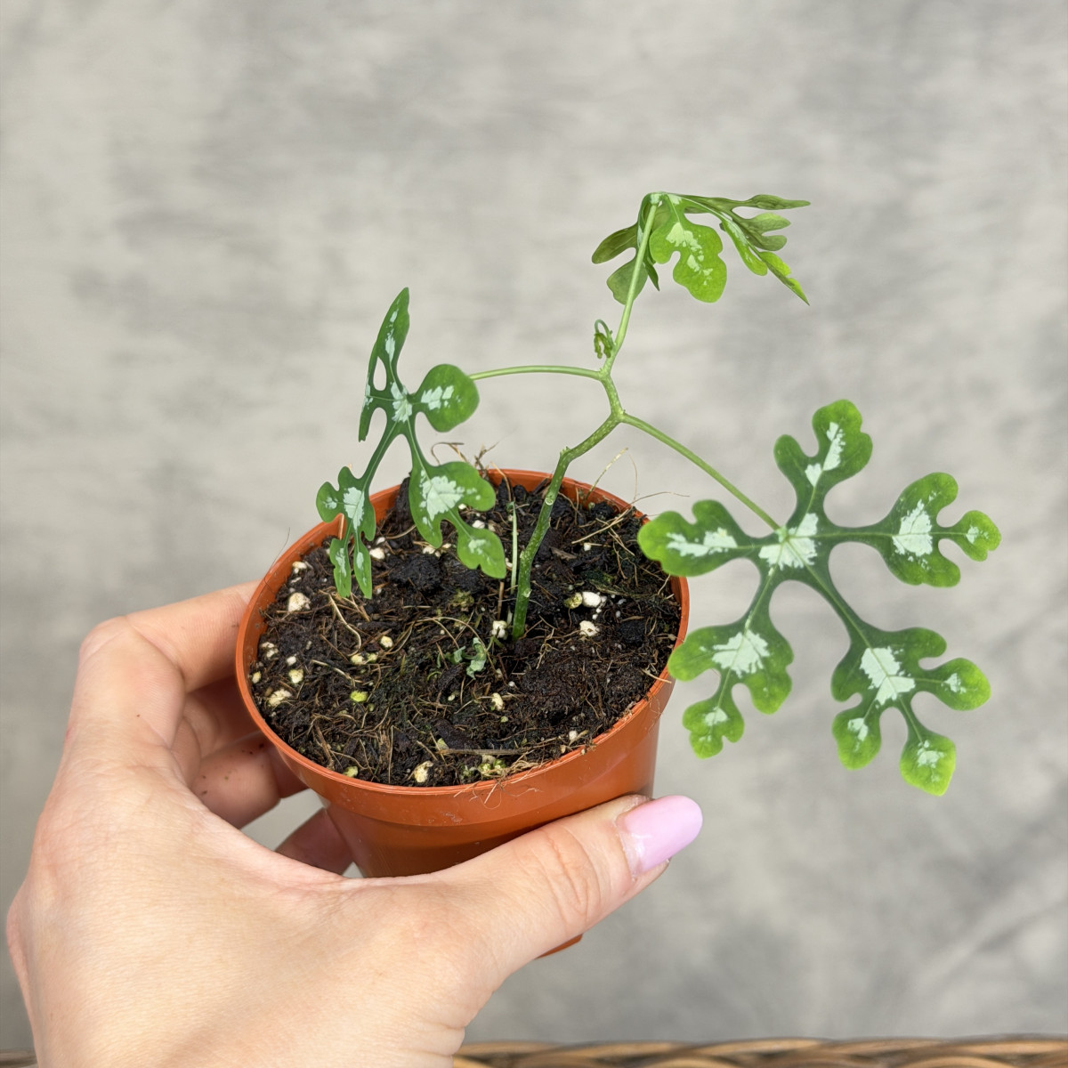 Adenia perrieri | Mini