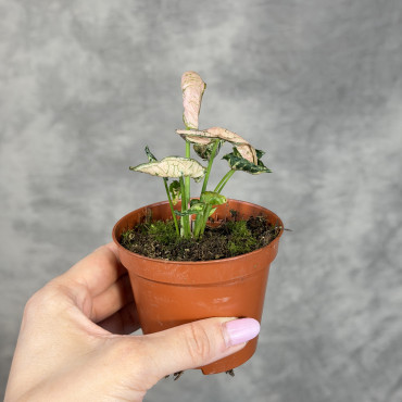 Syngonium 'Pink Rolli' | Małe