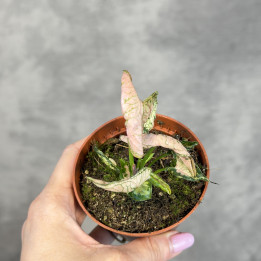 Syngonium 'Pink Rolli' – Zroślicha o Skręconych Liściach | Tomaszewski