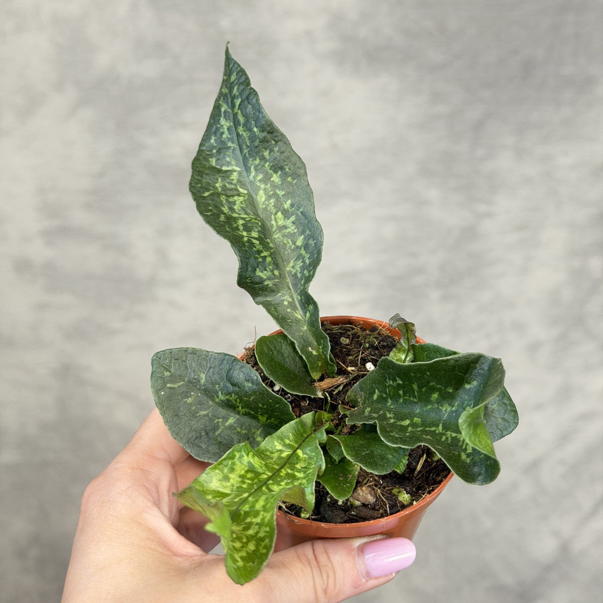 Tectaria hilocarpa | Mini