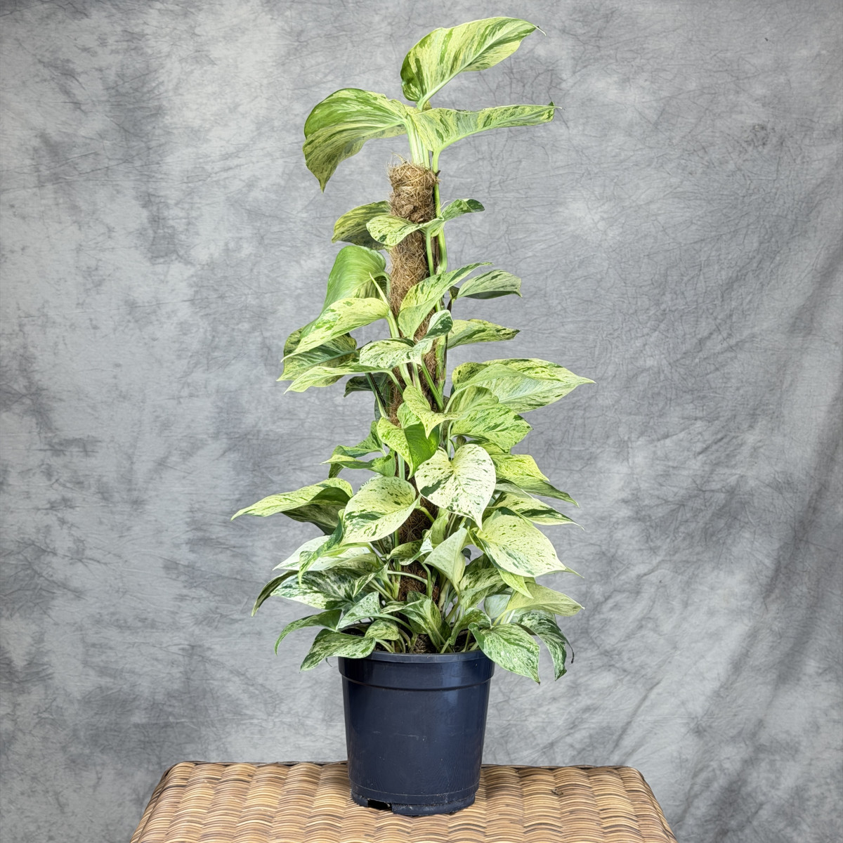Epipremnum 'Snow Leopard' |...