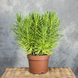 Starzec azjatycki 'Himalaya' (Senecio archeri) | Tomaszewski